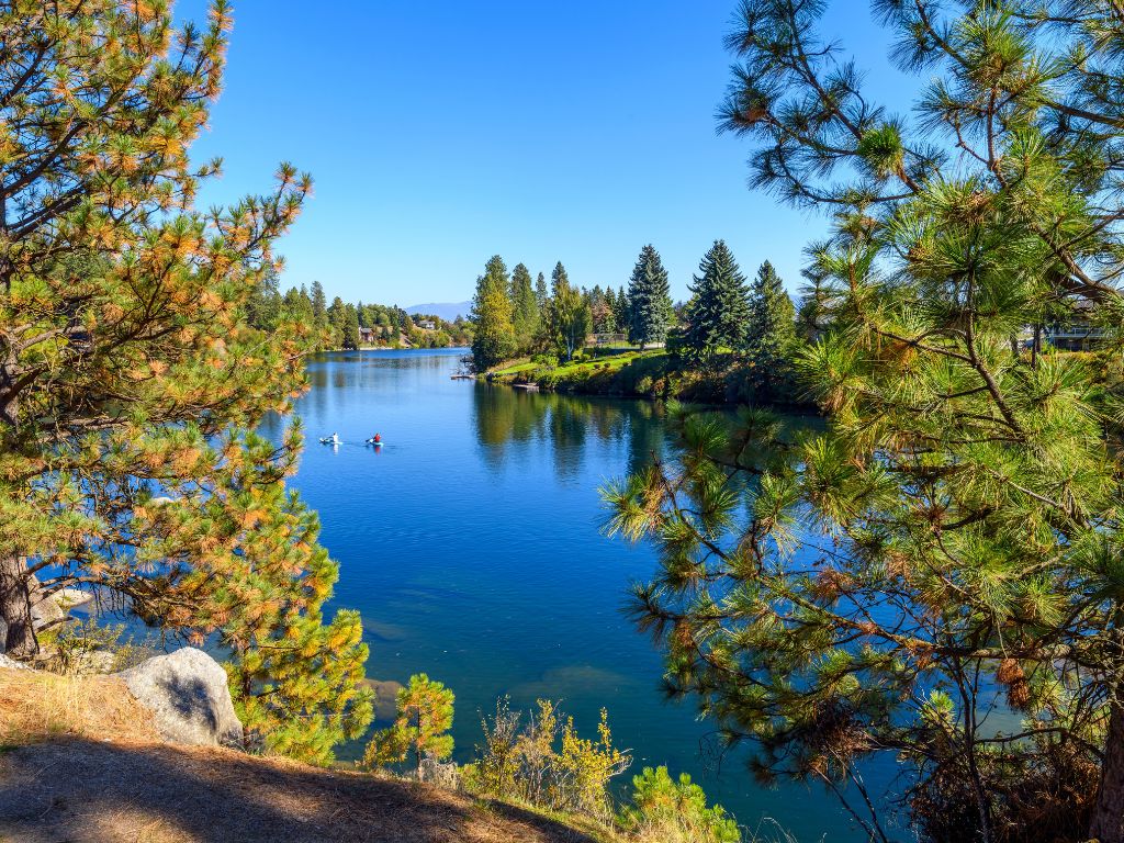 A calm river surrounded by Pine trees under a clear blue sky, with kayaks drifting.