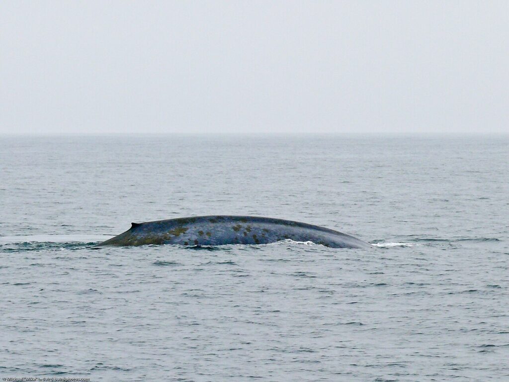 A Blue Whale's partially submerged in the ocean, its back showing above the water’s surface under a cloudy sky.