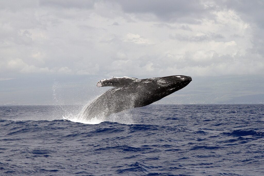 A Whale's breaching above the ocean's surface, water splashing around as cloudy skies form the backdrop.