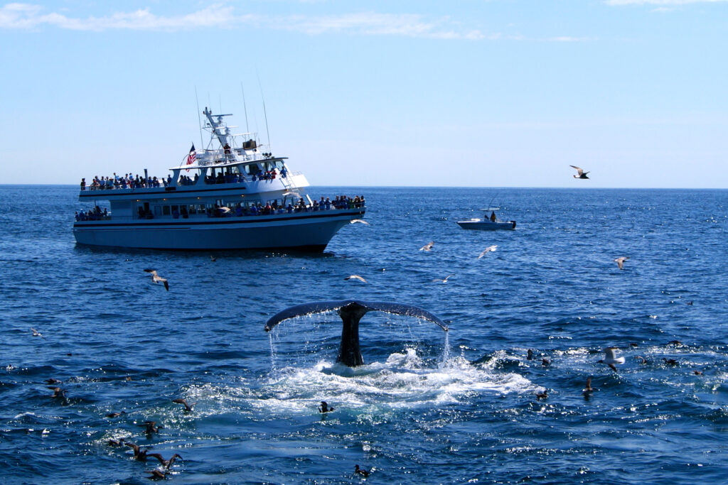 A Whale tail's emerging from the ocean near a boat filled with people, while Seagulls fly and gather on the water under a clear sky.