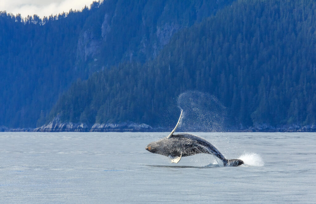 Humpback whale breaching jumping  at Kenai fjord national park, and there’s a forested coastline and mountains in the background.