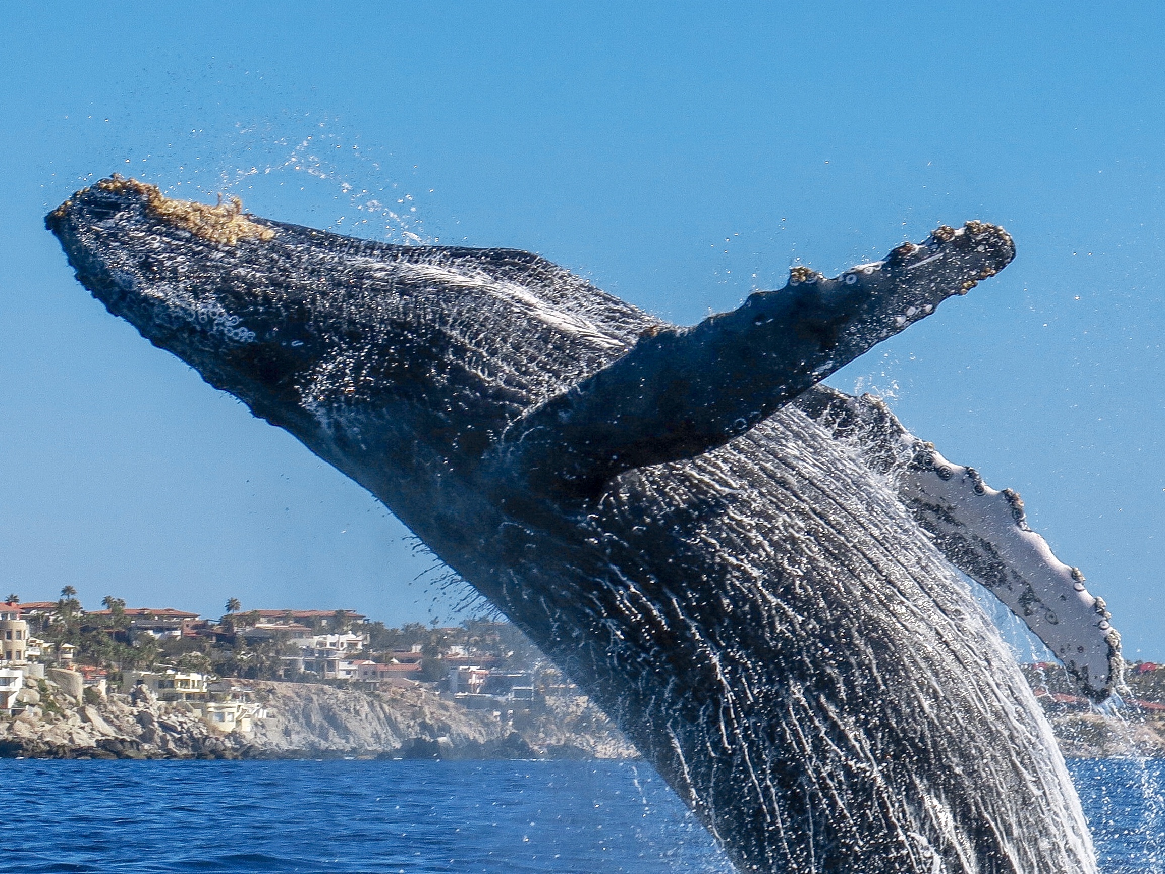 A Humpback Whale's breaching the ocean's surface near Cabo San Lucas, water spraying off its body under a clear blue sky.