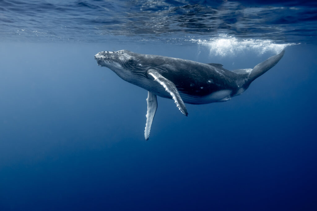 A Humpback Whale's swimming just below the surface of clear blue ocean water, with light reflecting above.