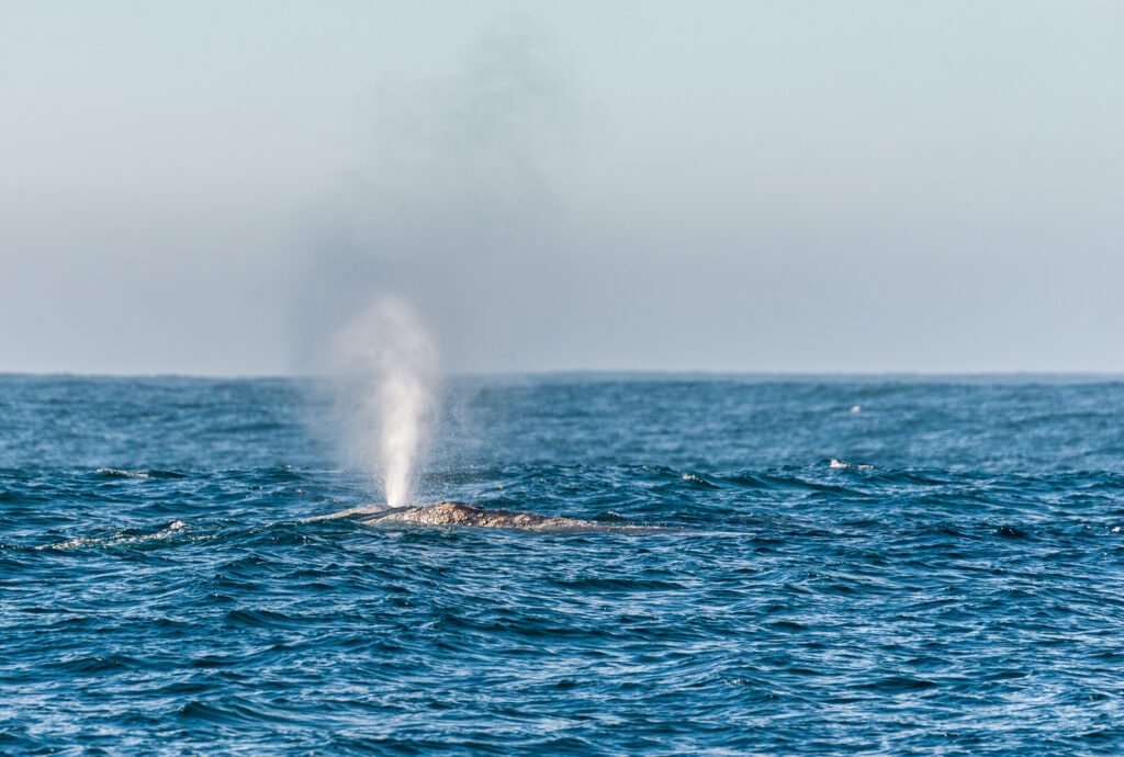 Detail of a surfacing grey whale blowing a plume of water vapour into the air.