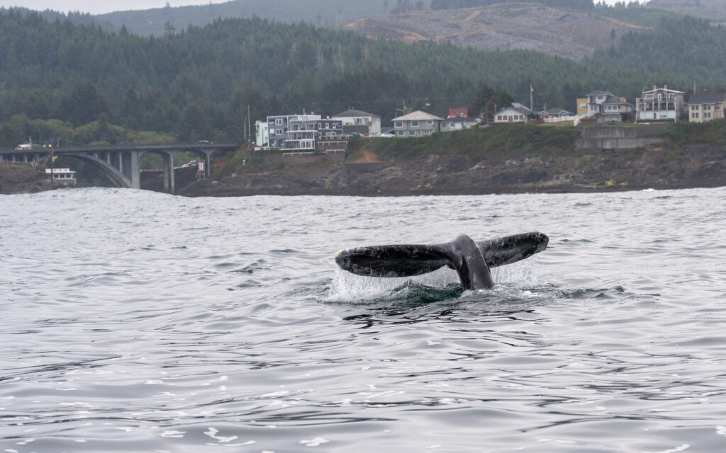 A Whale's tail fin emerges from the water near the shoreline, with houses, a bridge, and forested hills in the background.