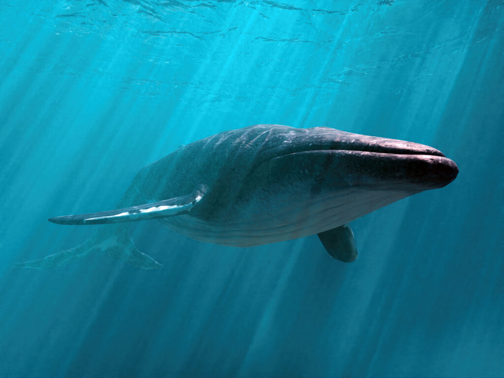 A large blue whale is swimming underwater, and sunlight's streaming through the blue water above.