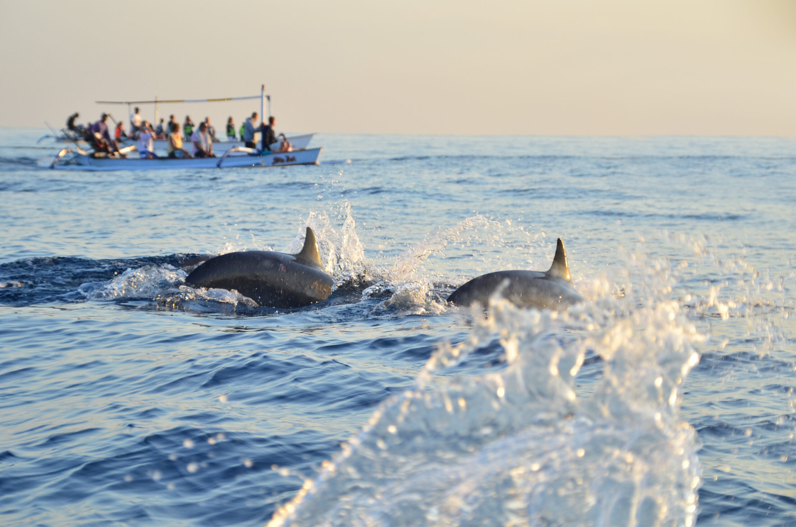 A group of Dolphins are swimming near the ocean's surface, while a boat with people on it watches them in the background.