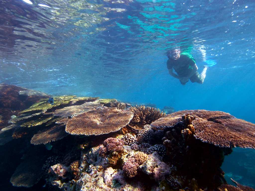 Someone's snorkeling above a colorful coral reef in clear blue water, with various corals like Staghorn, Brain Coral, and Elkhorn visible in the foreground.