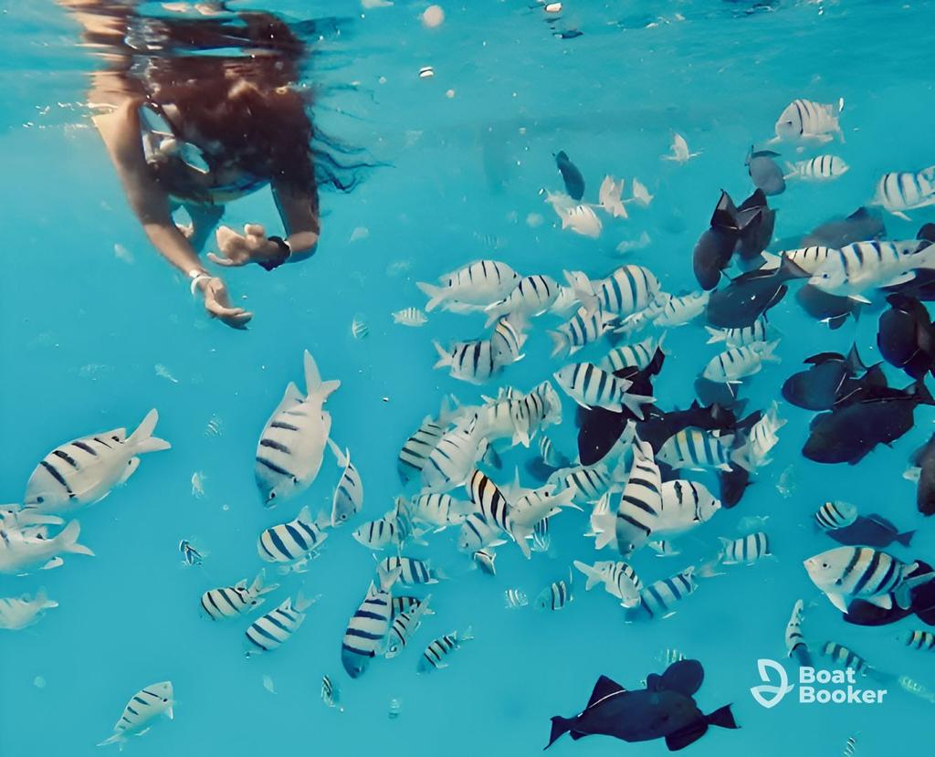 Someone's swimming underwater near a large school of Striped Fish in clear blue water. The Boat Booker logo's visible in the bottom right corner.