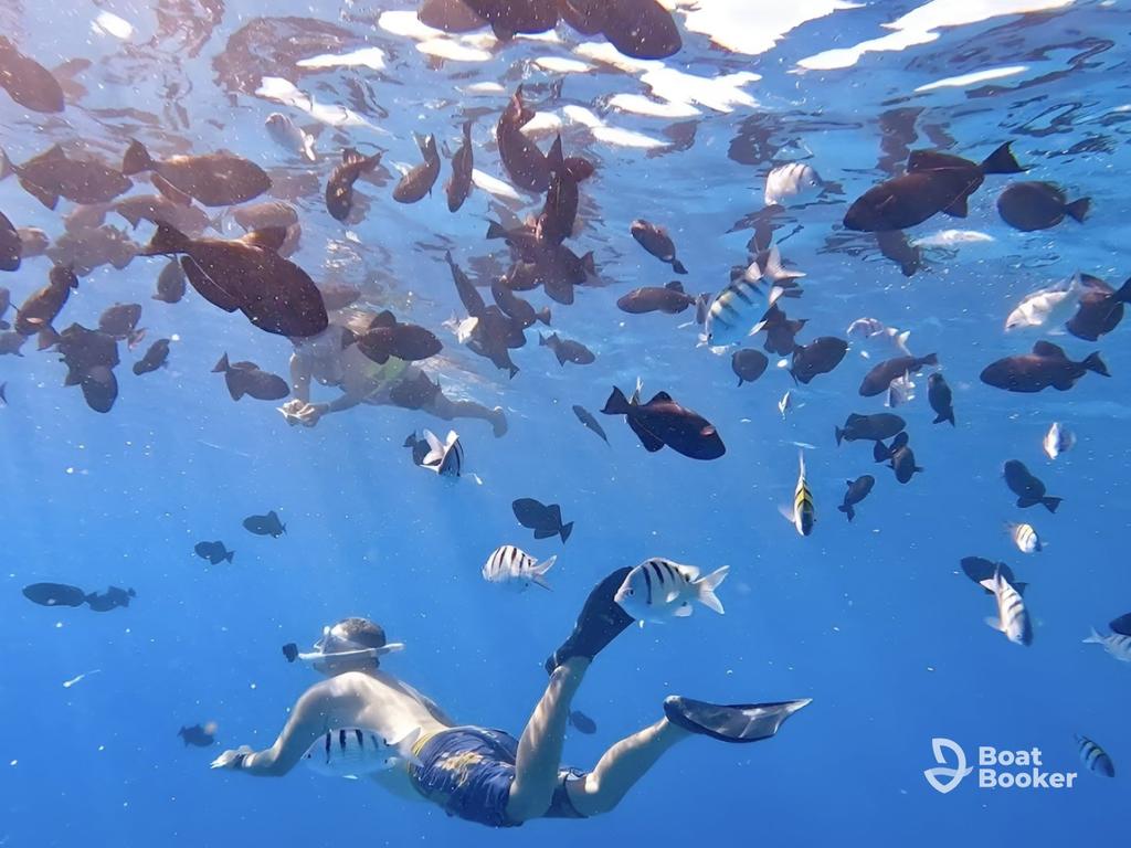 Someone's snorkeling underwater, surrounded by Angelfish, Parrotfish, and Clownfish in clear blue water. The Boat Booker logo's in the bottom right corner.