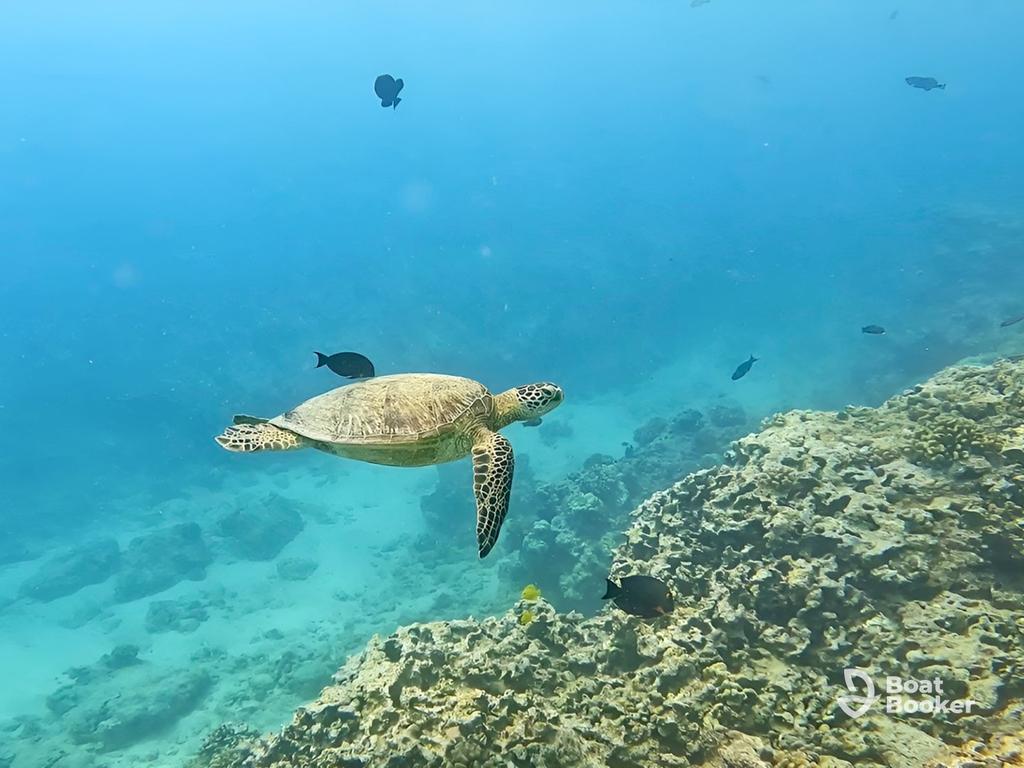 A Sea Turtle's swimming near a coral reef surrounded by small Fish in clear blue water.