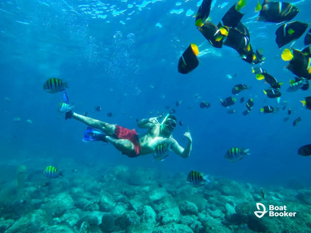 Someone's snorkeling underwater with a school of colorful Tropical Fish, Parrotfish, and Butterflyfish around them, rocks on the seabed, and the Boat Booker logo in the corner.