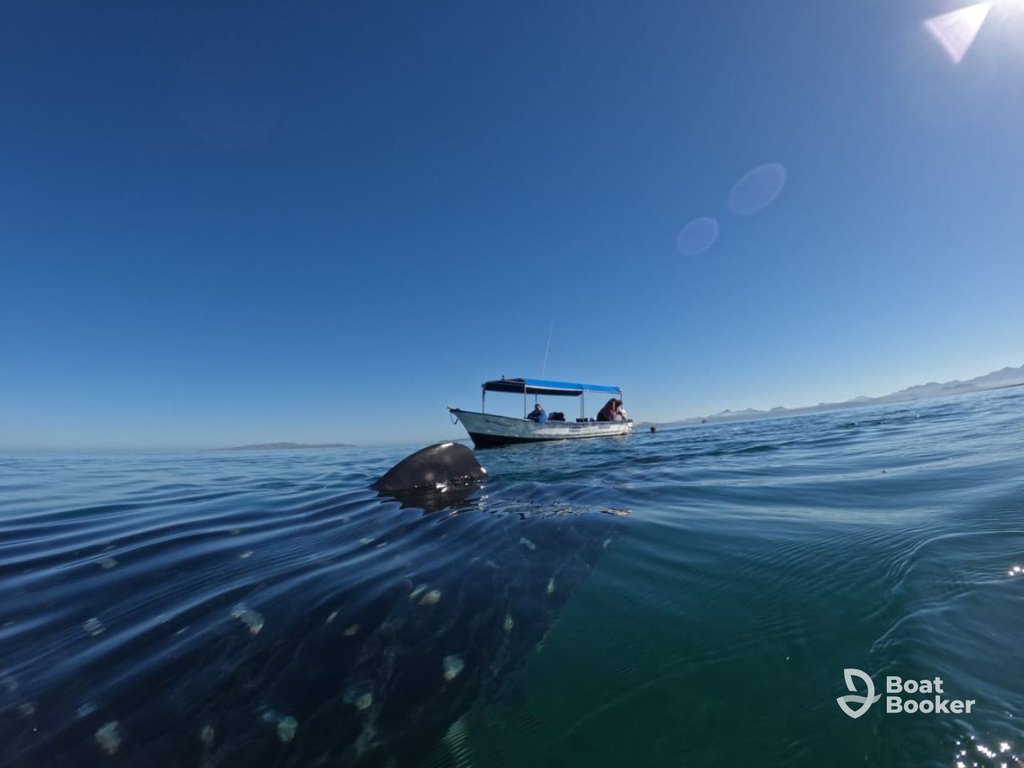 Panga boat on calm tropical water with outboard motor in Mexico