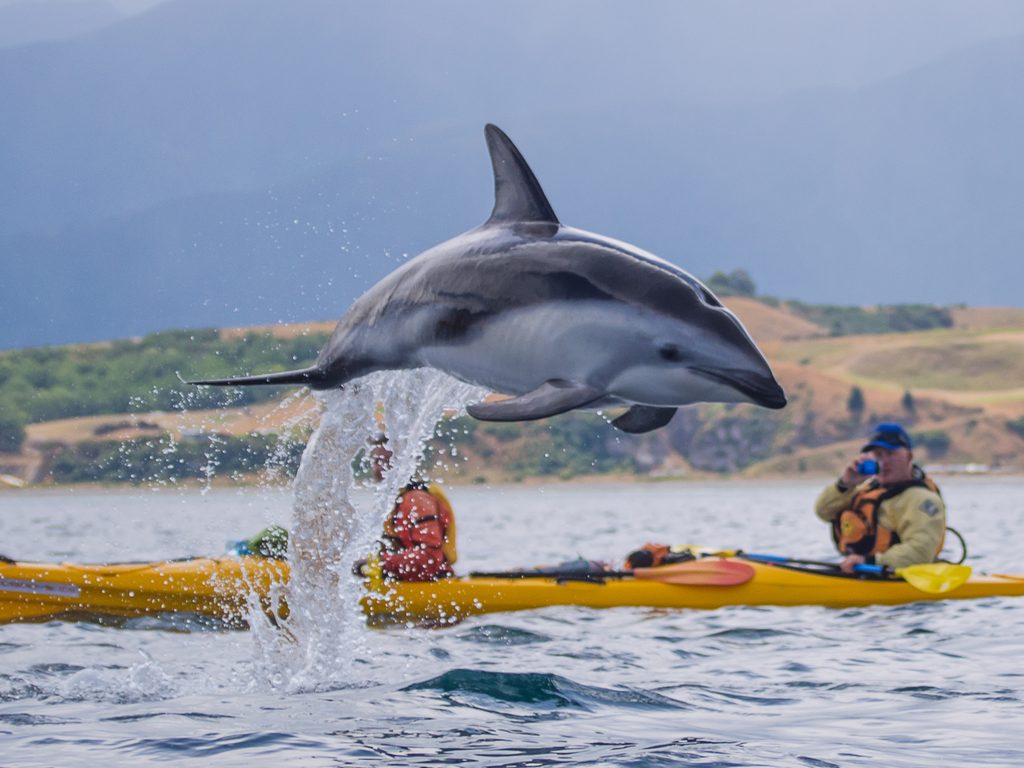 A Dolphin leaps by two people learning to kayak in yellow kayaks on a calm lake, with hills and distant mountains in the background.