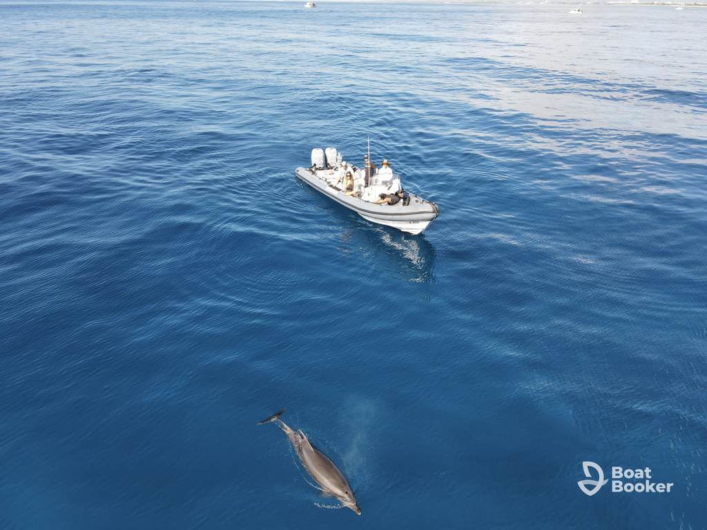 A motorboat with several people on board floats on calm blue water, perfect for island hopping in Hawaii, while a Dolphin swims nearby. Boat Booker logo’s in the lower right corner.