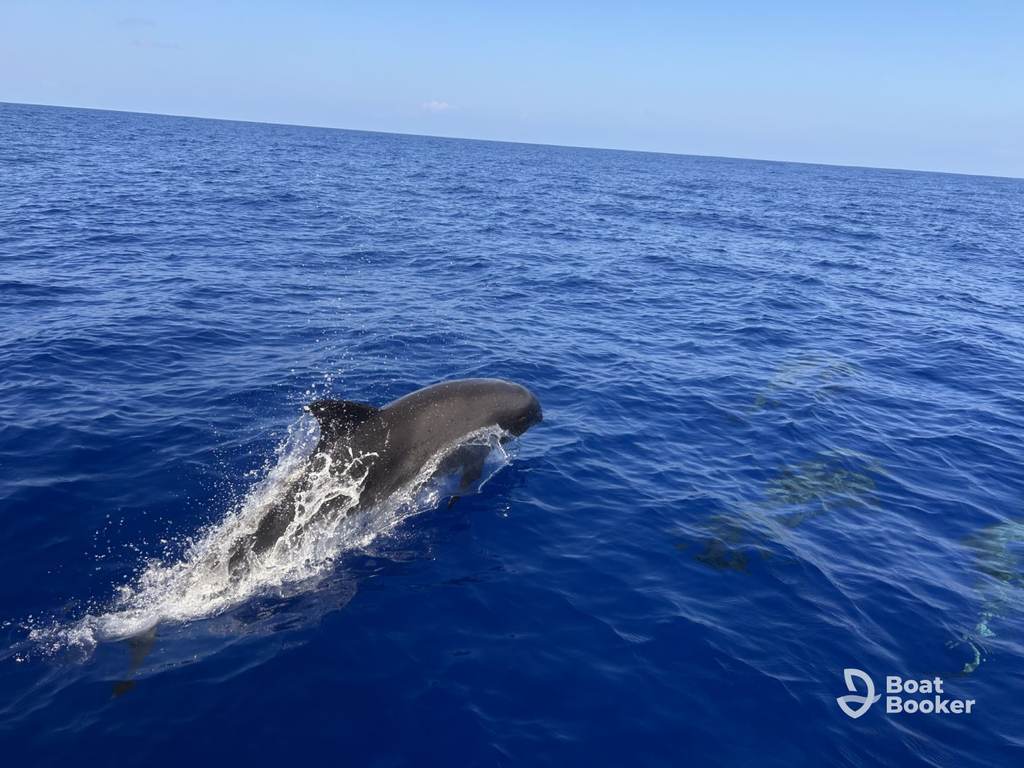 A Dolphin’s swimming at the surface of a calm blue ocean, ideal for island hopping in Hawaii, with the Boat Booker logo in the bottom right corner.